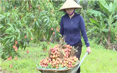 Bắc Giang: Vải chín đỏ ‘vẫy gọi’ mùa bội thu